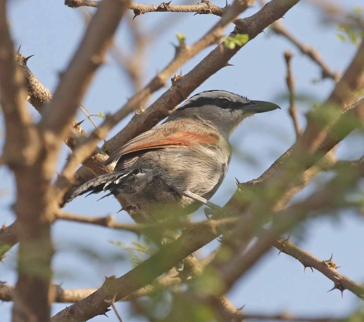 Черношапочная чагра - ML646982986