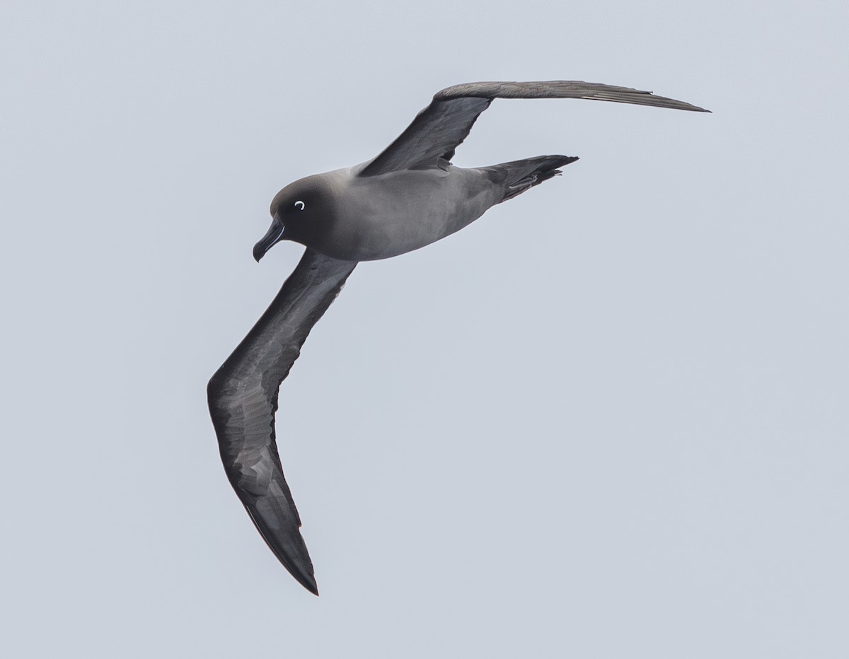 Gri Sırtlı Albatros - ML646982991