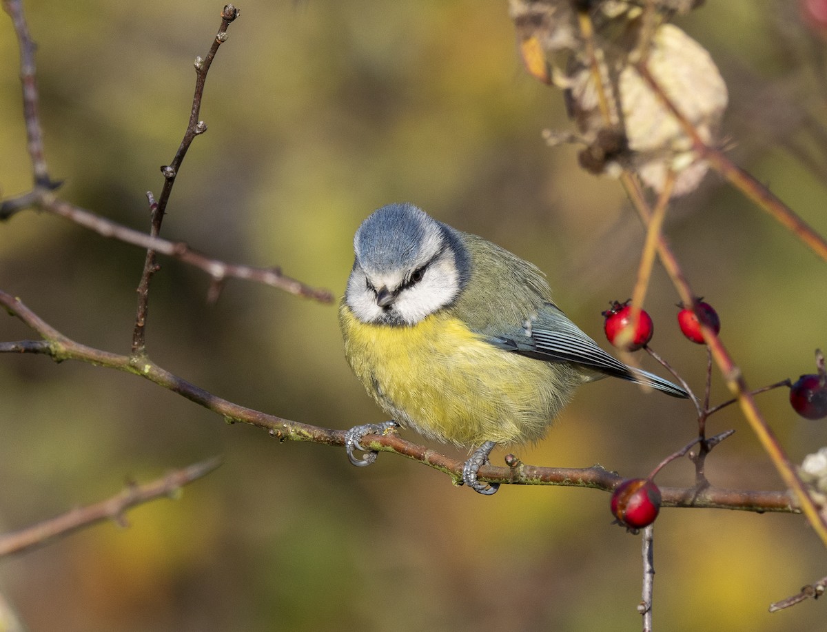 Eurasian Blue Tit - ML646982995