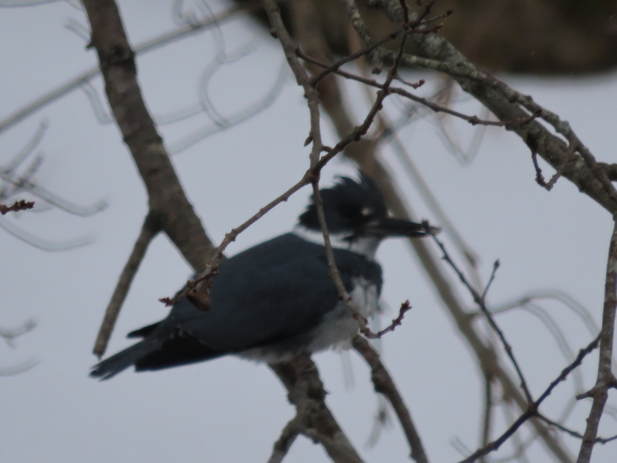 שלדג אמריקני - ML646982996