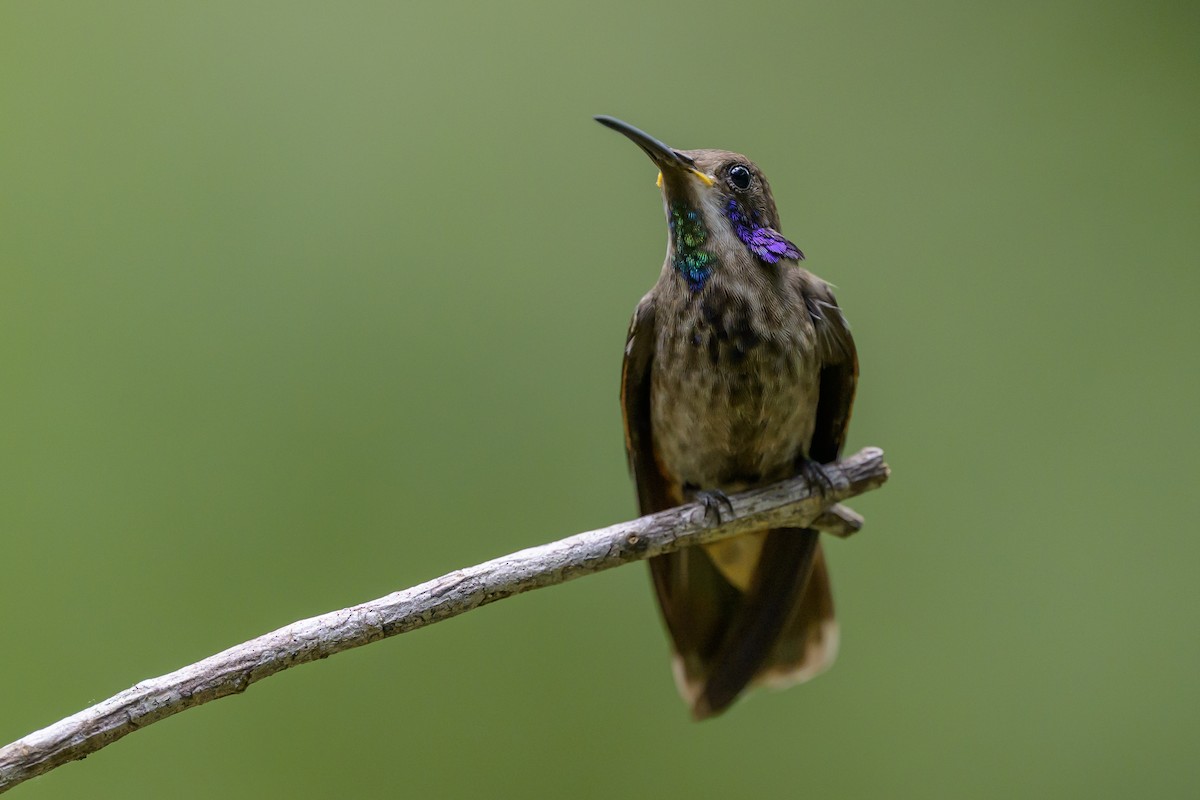 Brown Violetear - ML646982998