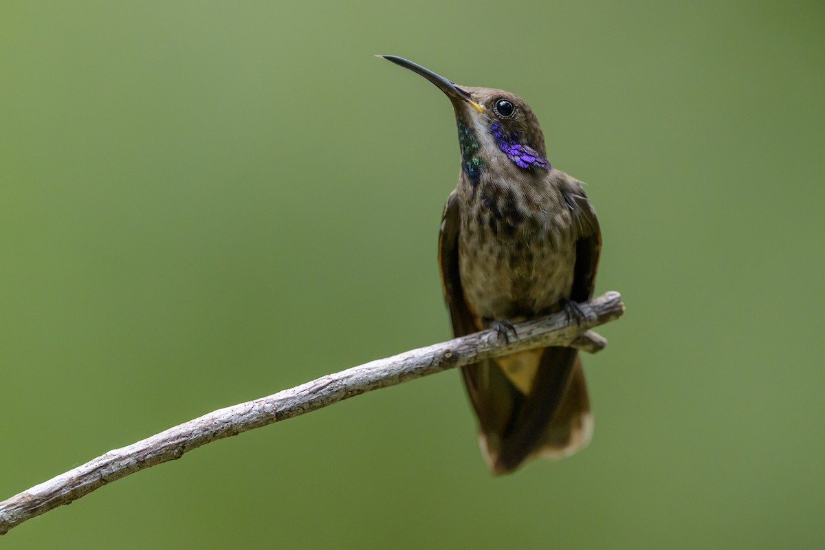 Brown Violetear - ML646982999