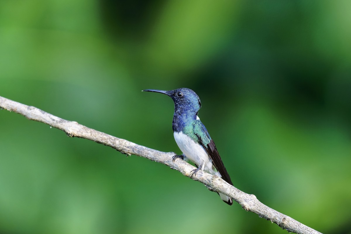 White-necked Jacobin - ML646983000