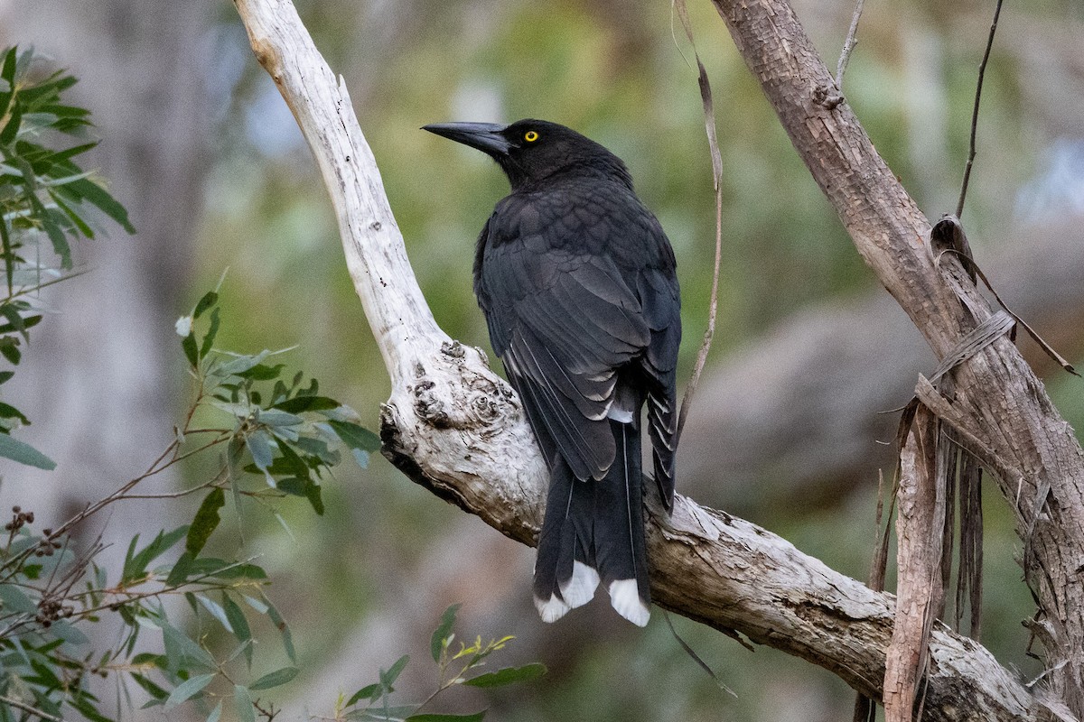 Gray Currawong - ML646983001
