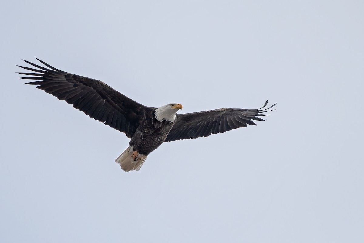 Pigargo Americano - ML646983002