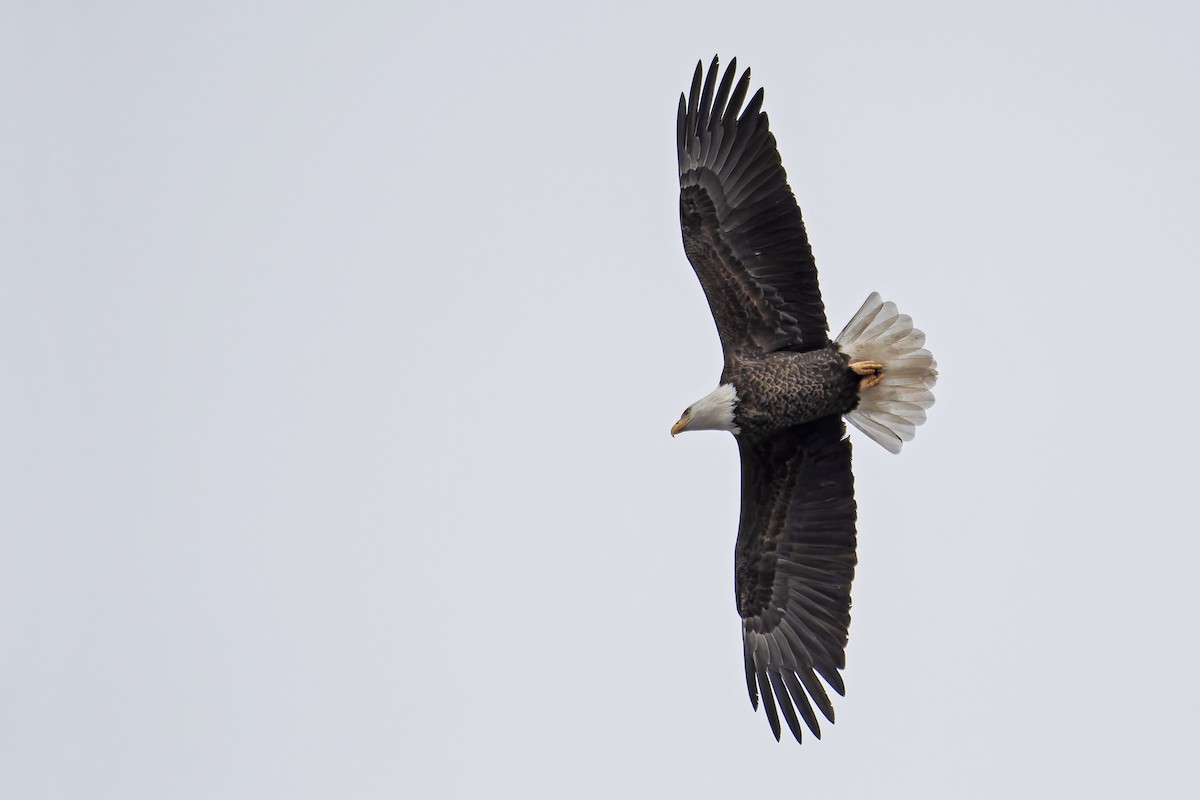 Pigargo Americano - ML646983003