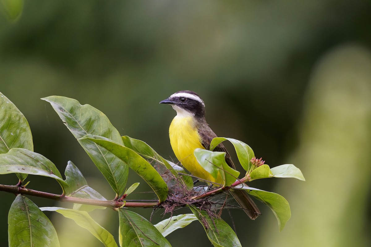 Rusty-margined Flycatcher - ML646983008