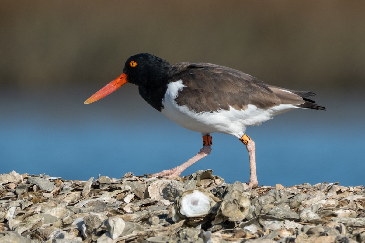 Американский кулик-сорока - ML646983009