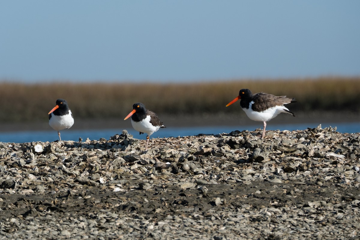 Американский кулик-сорока - ML646983010