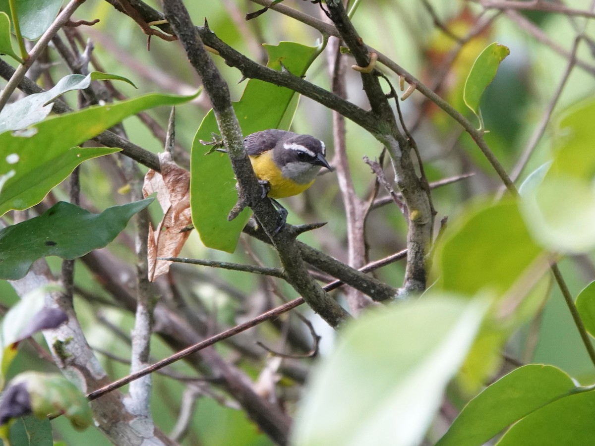 Цереба [група lutheola] - ML646983017