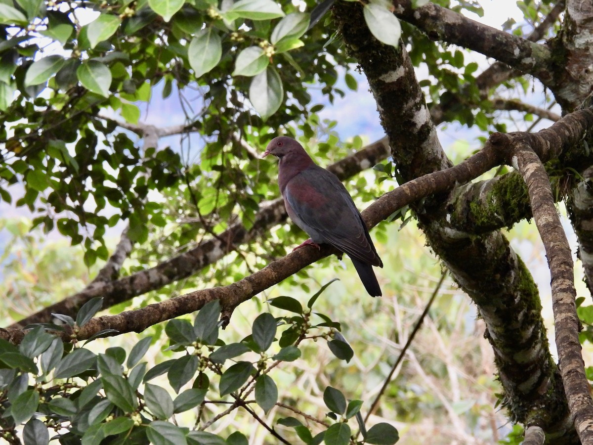 Red-billed Pigeon - ML646983018