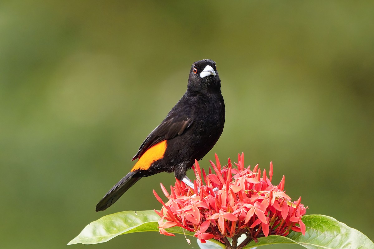 Flame-rumped Tanager (Flame-rumped) - ML646983020