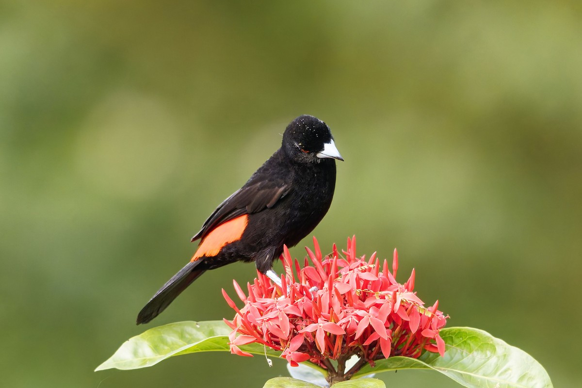 Flame-rumped Tanager (Flame-rumped) - ML646983022