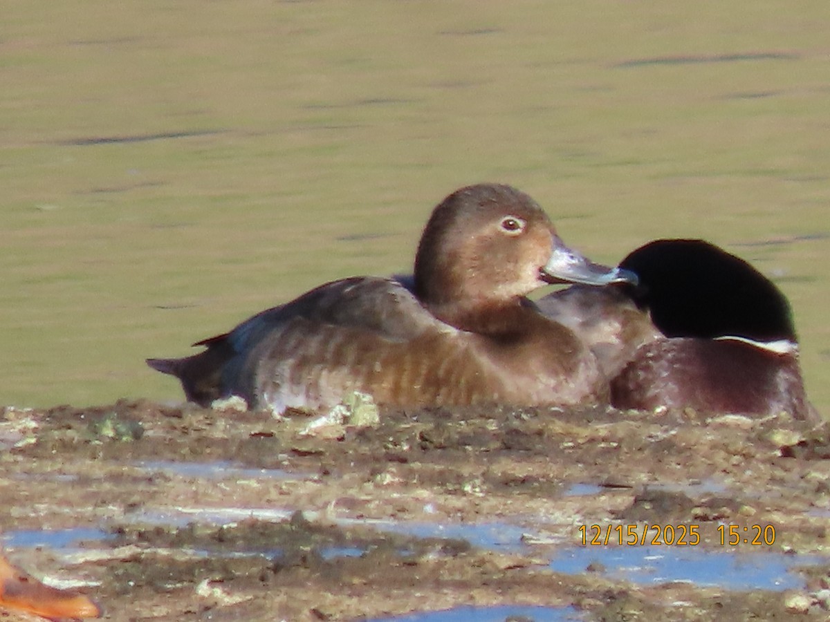 Rotkopfente - ML646983023