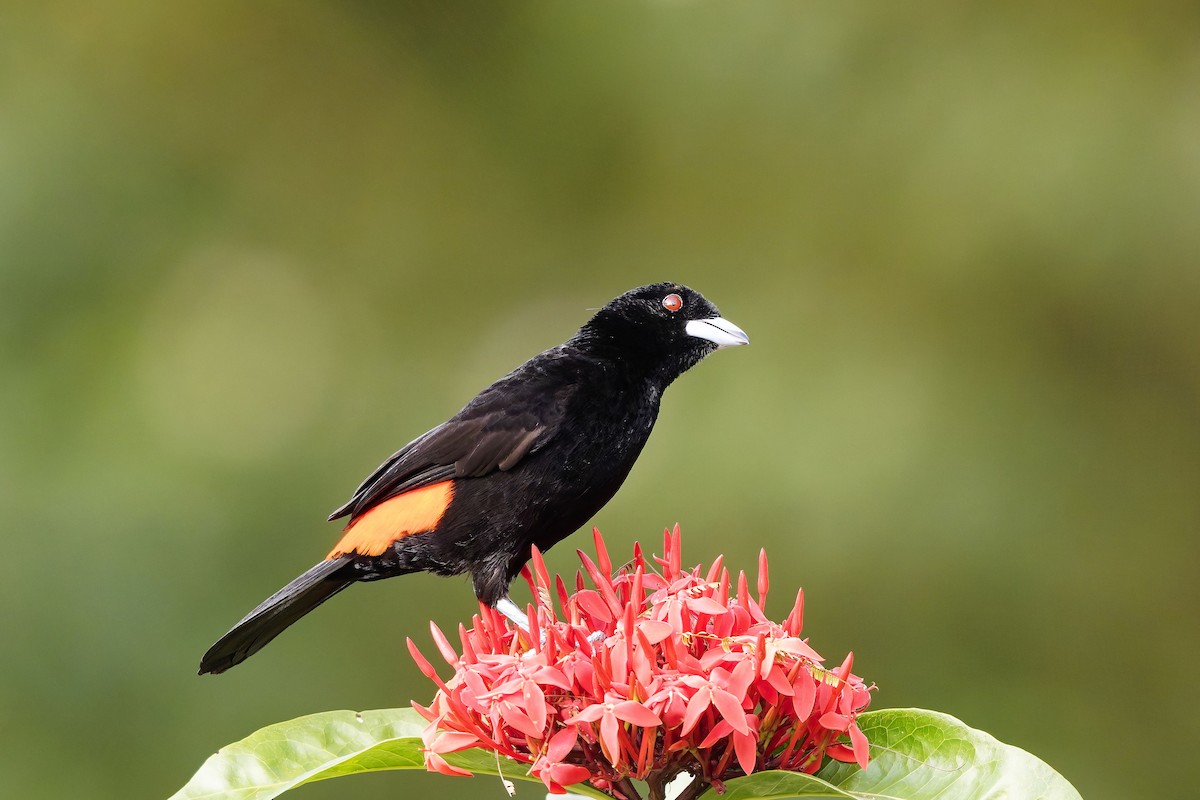 Flame-rumped Tanager (Flame-rumped) - ML646983024