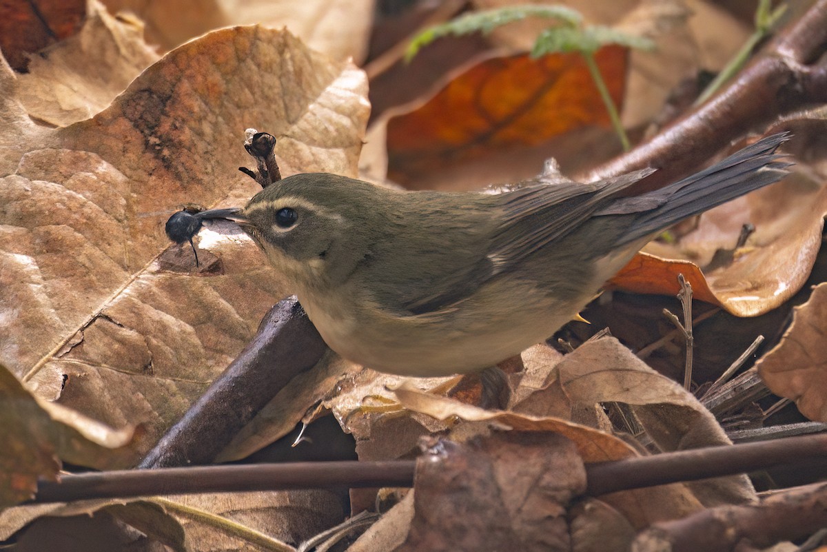 lesňáček modrohřbetý - ML646983025