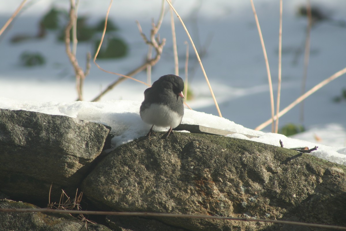 Dark-eyed Junco - ML646983028