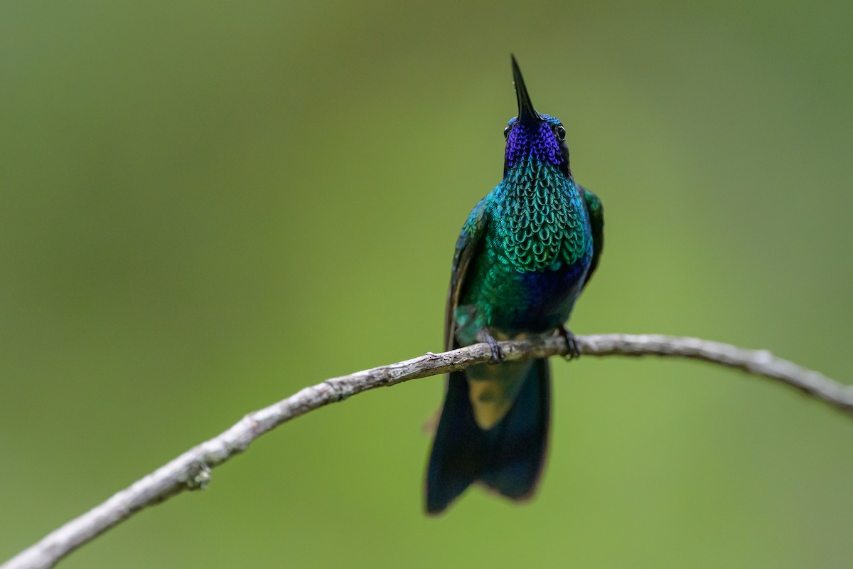 fiolørekolibri - ML646983029