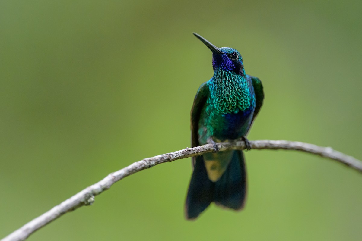 fiolørekolibri - ML646983031