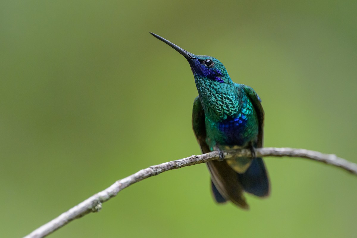 fiolørekolibri - ML646983033