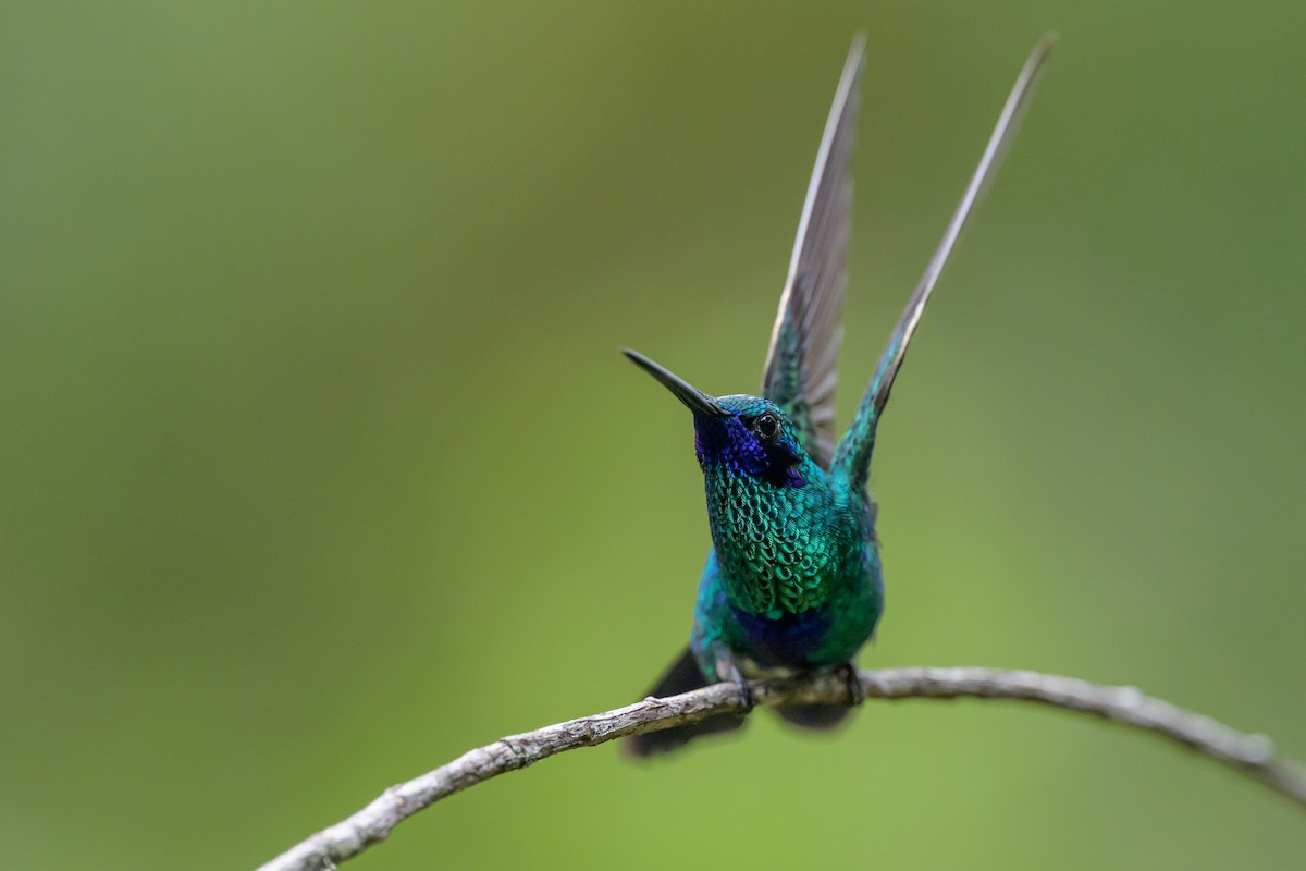 fiolørekolibri - ML646983034