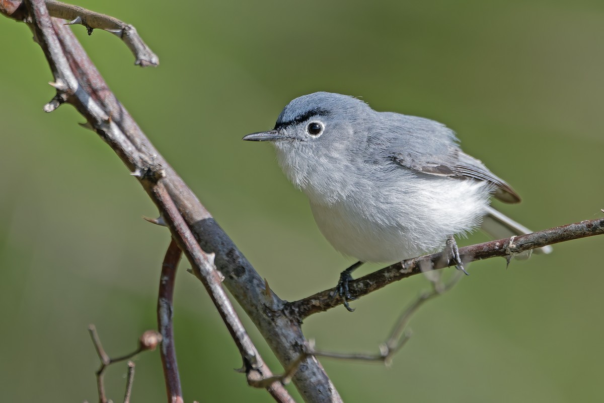 Perlita Grisilla - ML646983036