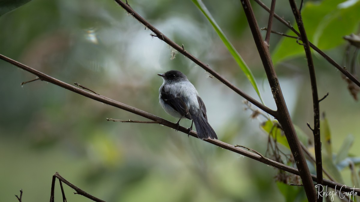 Torrent Tyrannulet - ML646983044
