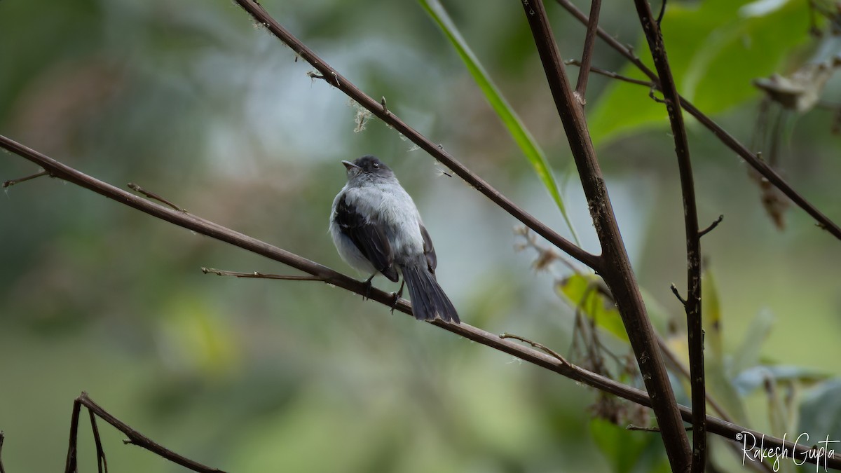Torrent Tyrannulet - ML646983045