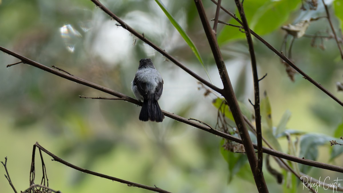 Torrent Tyrannulet - ML646983047