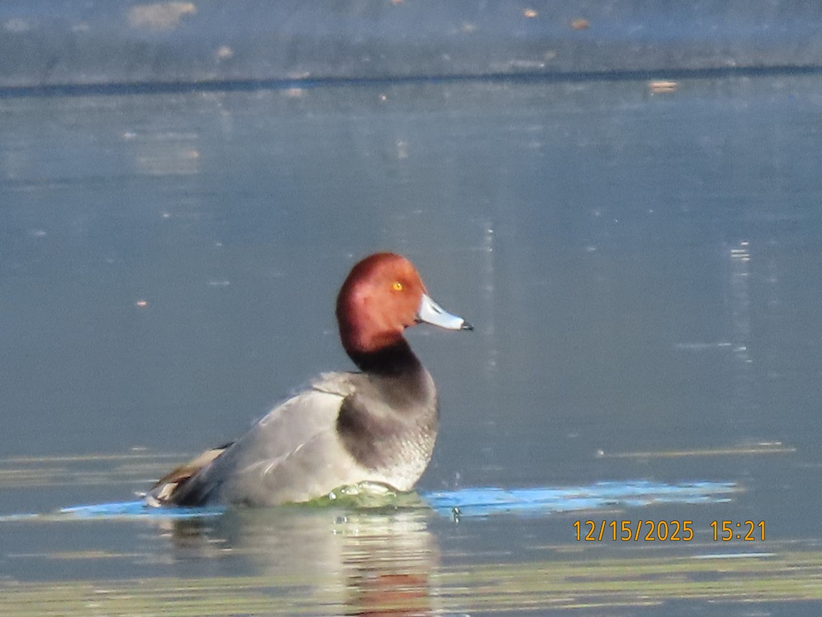 Rotkopfente - ML646983050