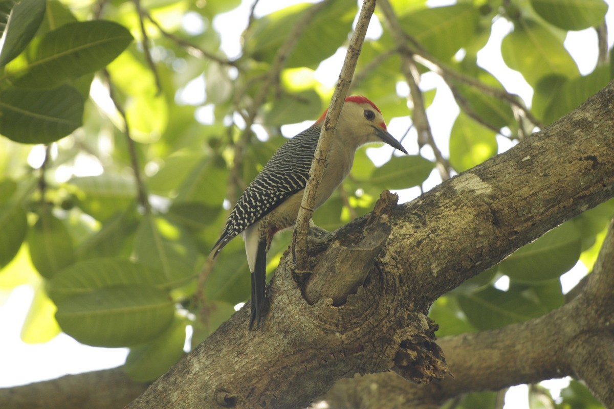 Златолобый дятел - ML646983051