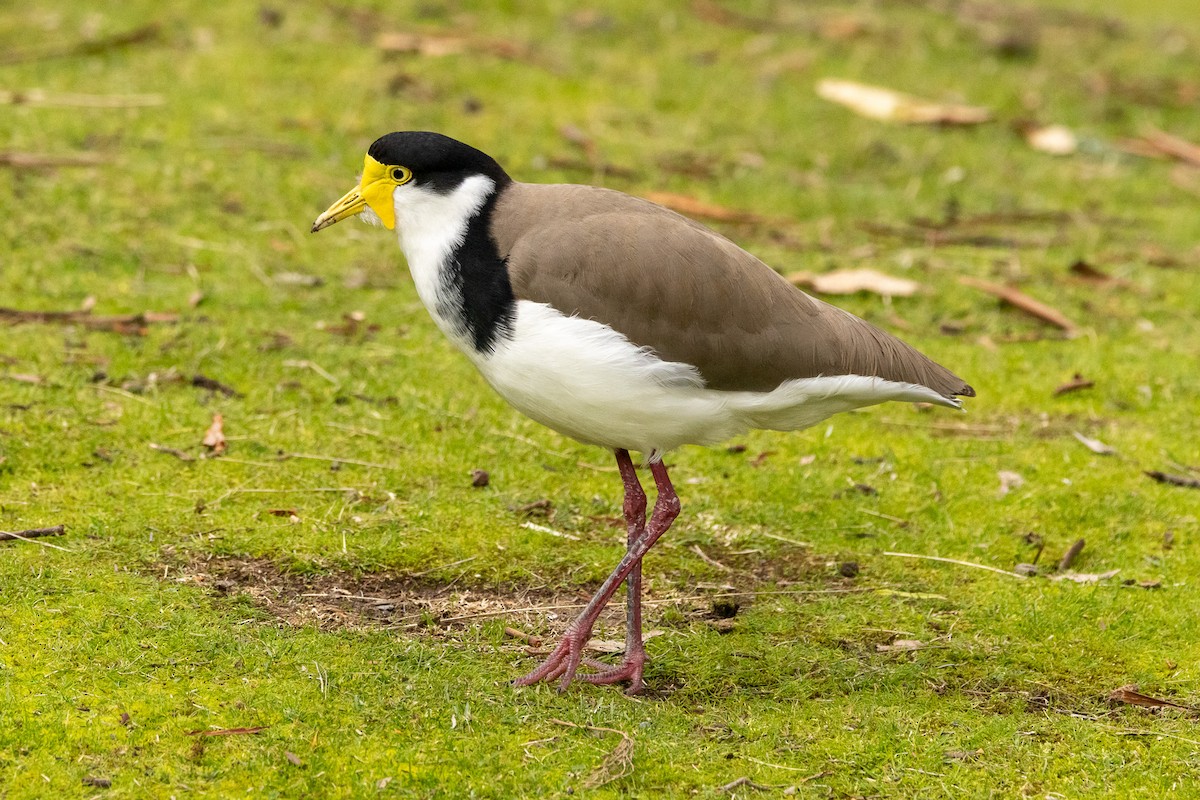 Masked Lapwing - ML646983053