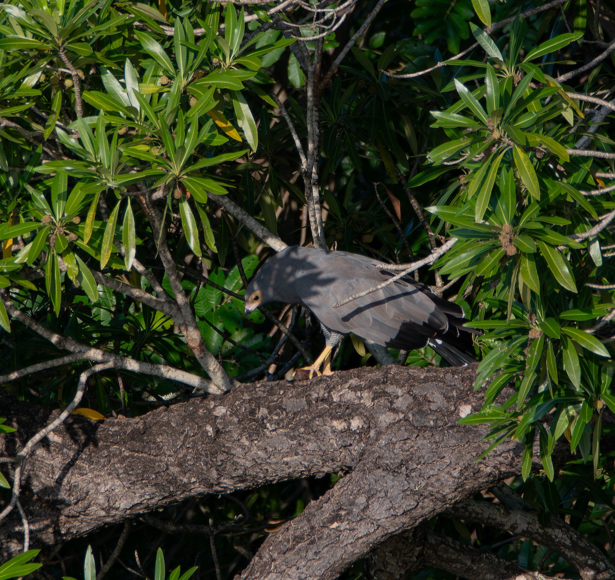 チュウヒダカ - ML646983062