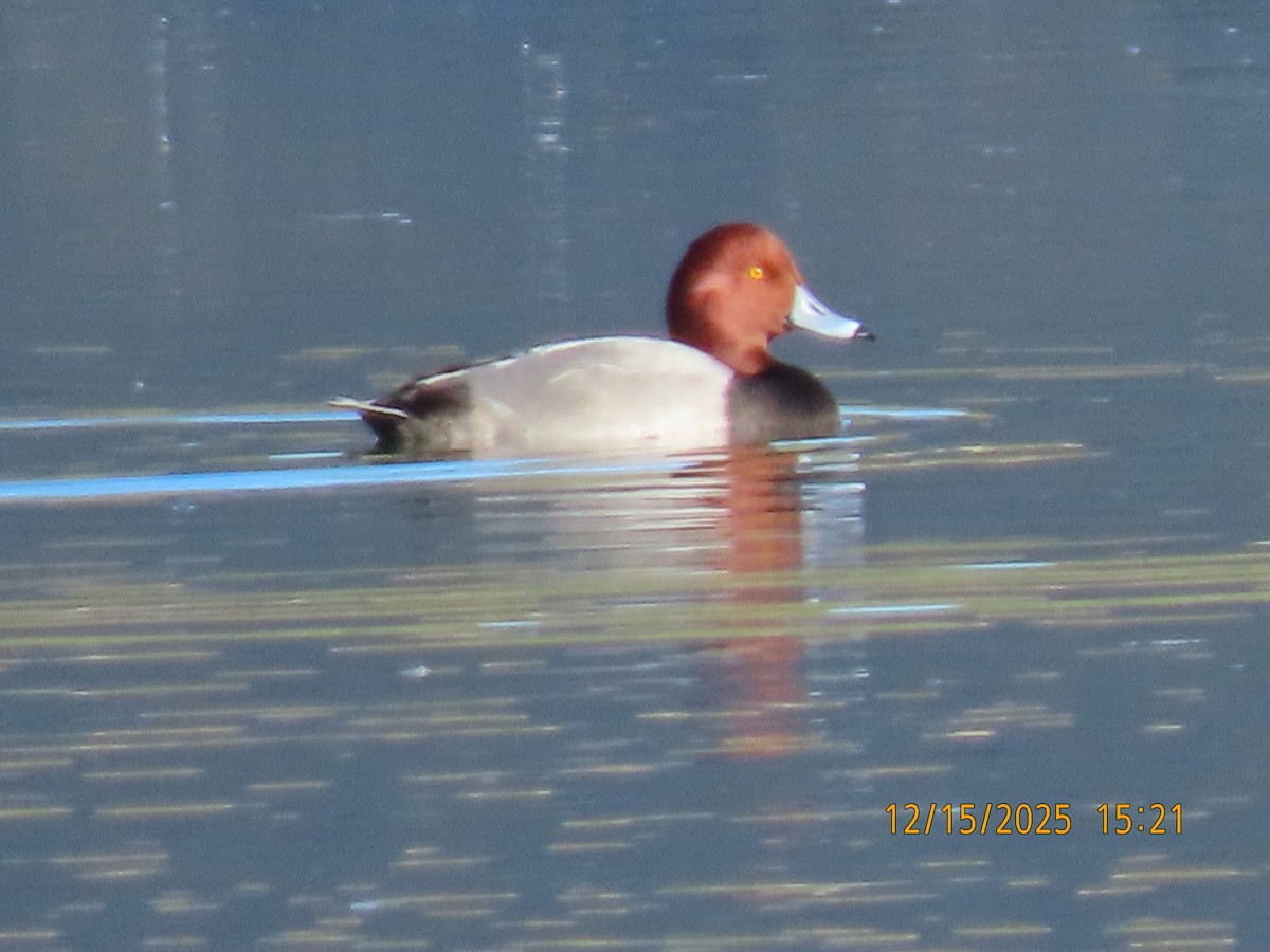 Rotkopfente - ML646983063