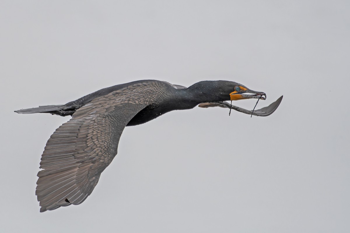 Double-crested Cormorant - ML646983068