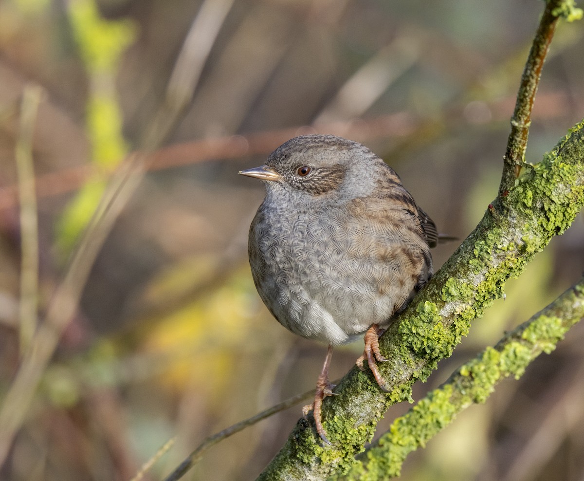 Accenteur mouchet - ML646983069