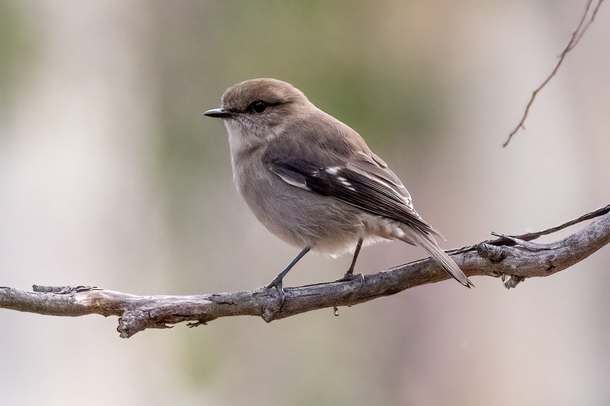 タスマニアヒタキ - ML646983078