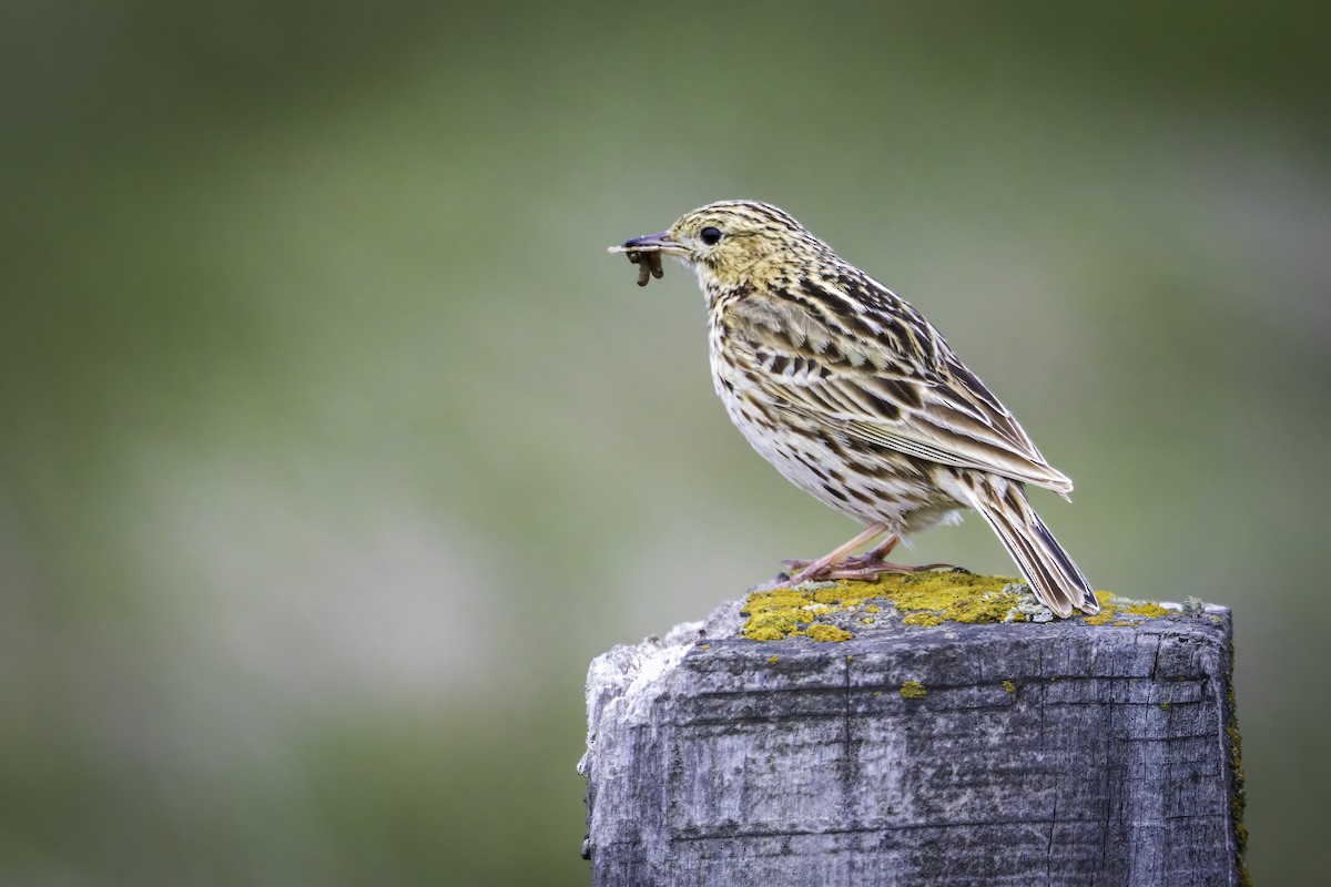 Correndera Pipit - ML646983082