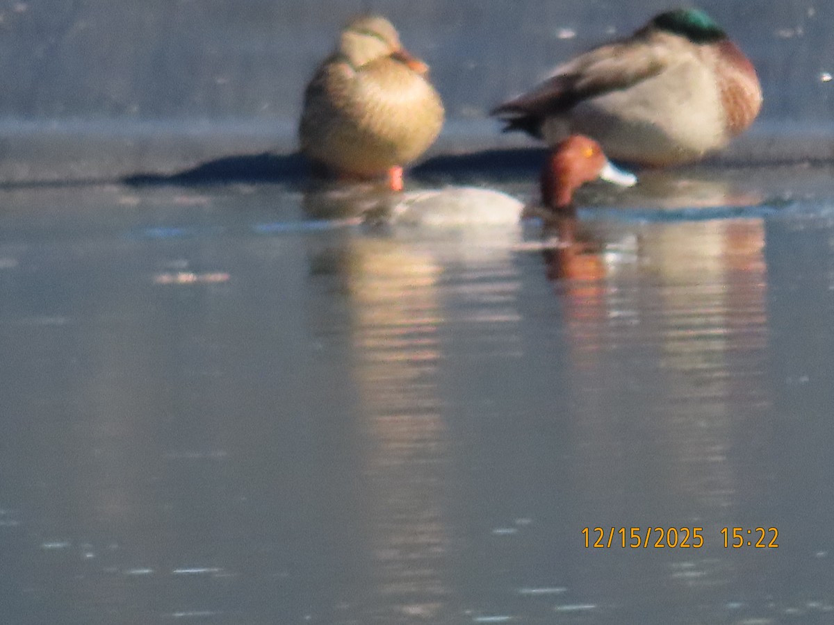 Stockente - ML646983084