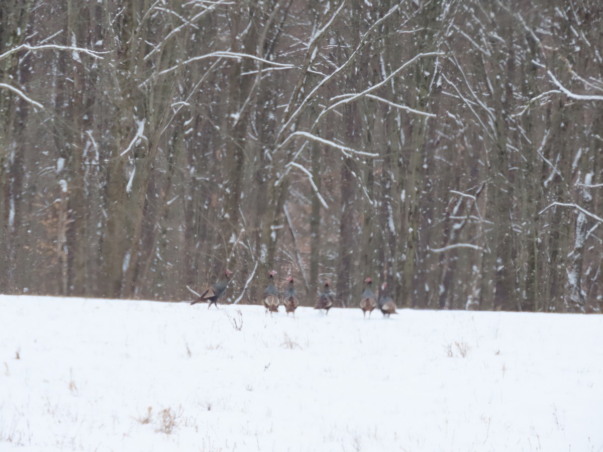 הודן בר - ML646983090