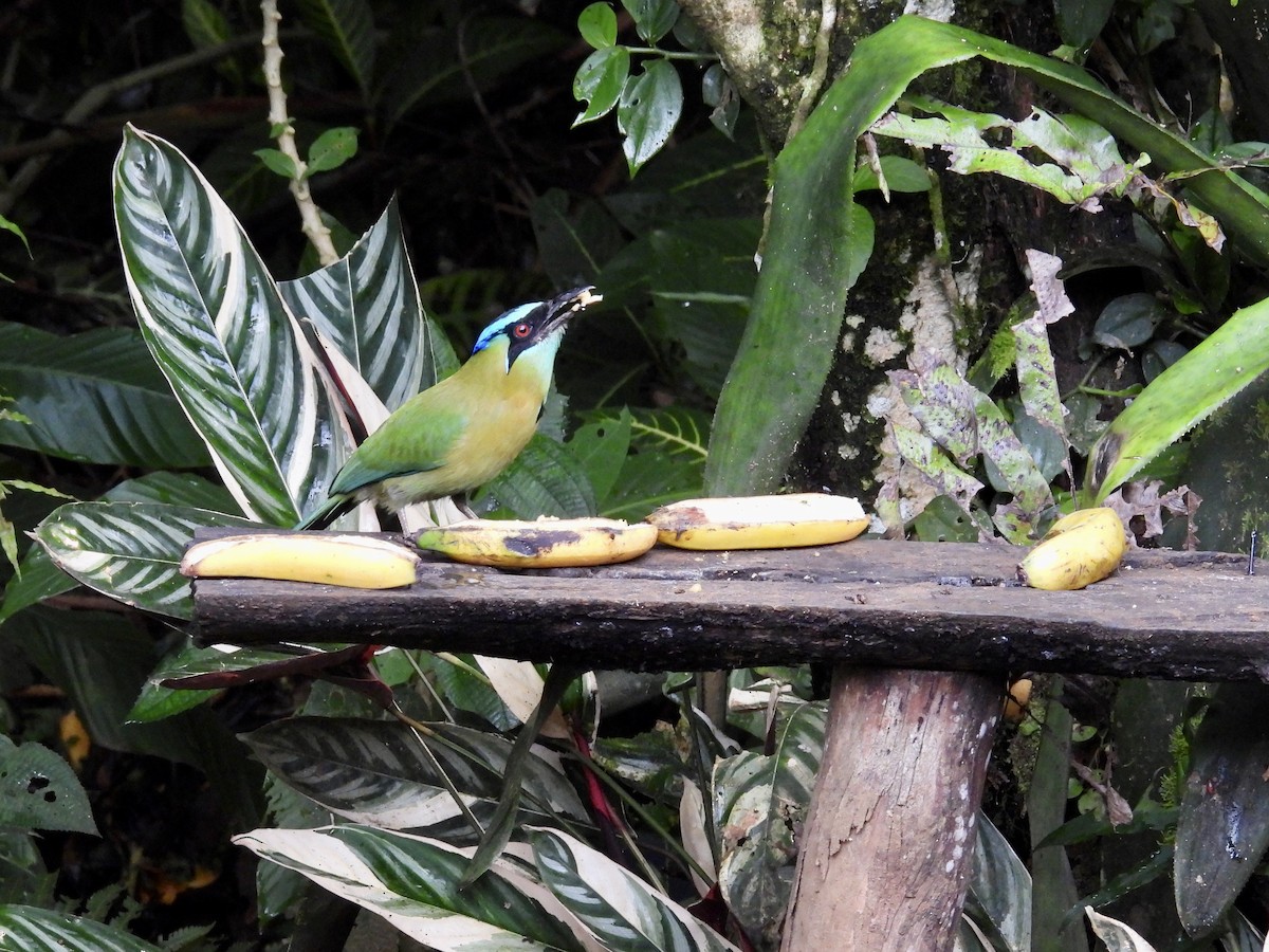 Diademmotmot - ML646983091