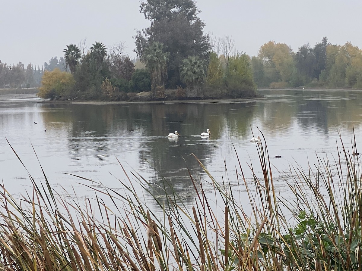 American White Pelican - ML646983107