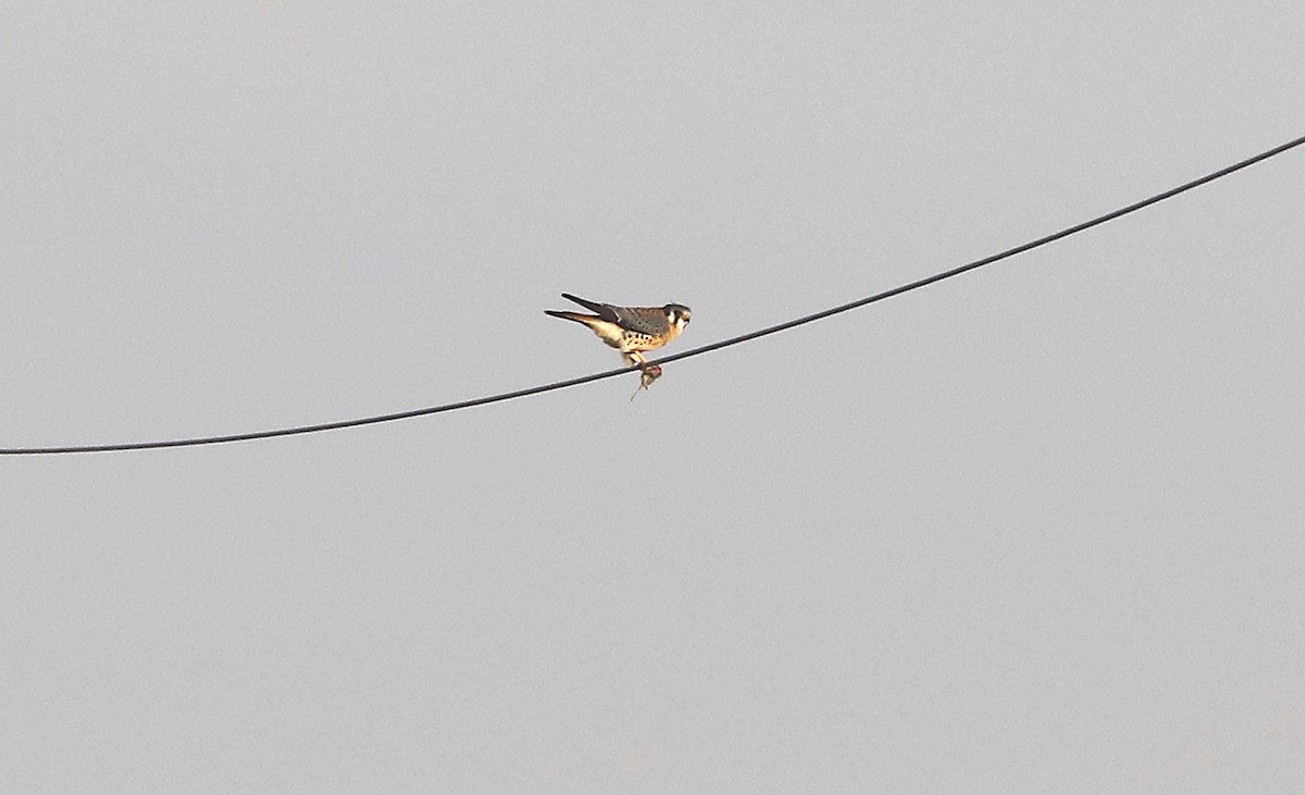 American Kestrel - ML646983110