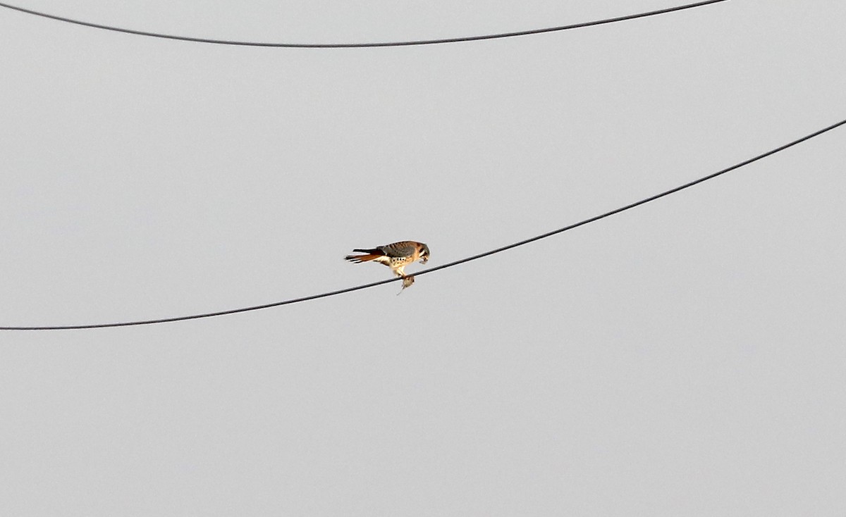 American Kestrel - ML646983112