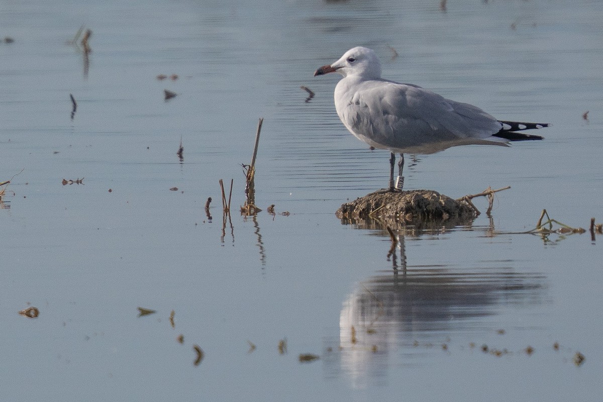 Audouin's Gull - ML646983114