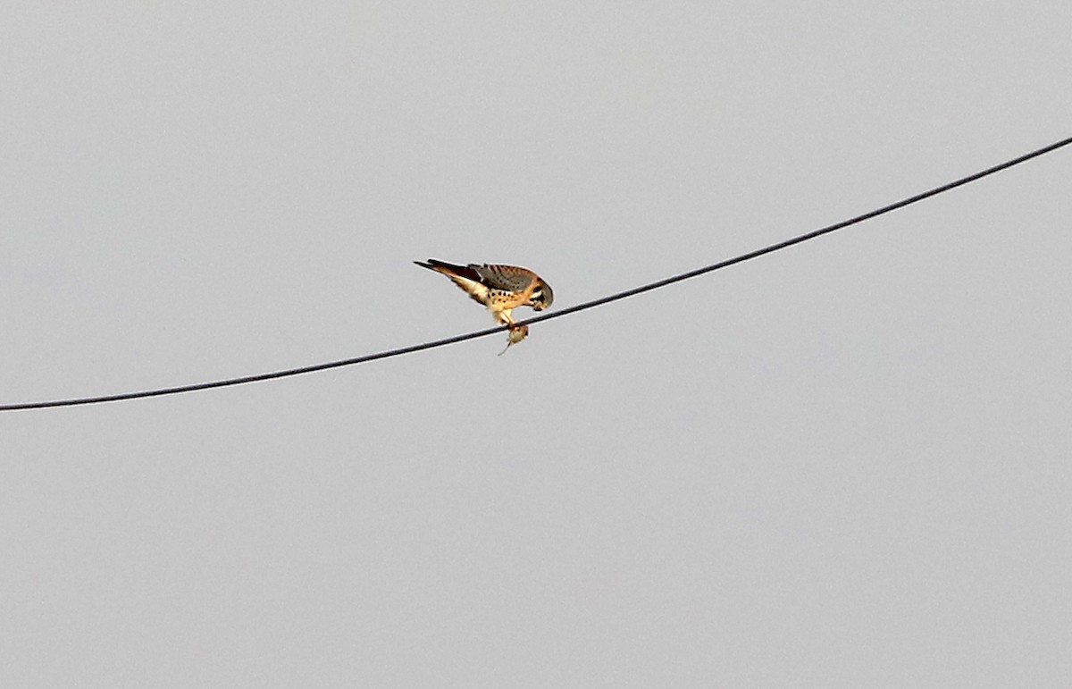 American Kestrel - ML646983115