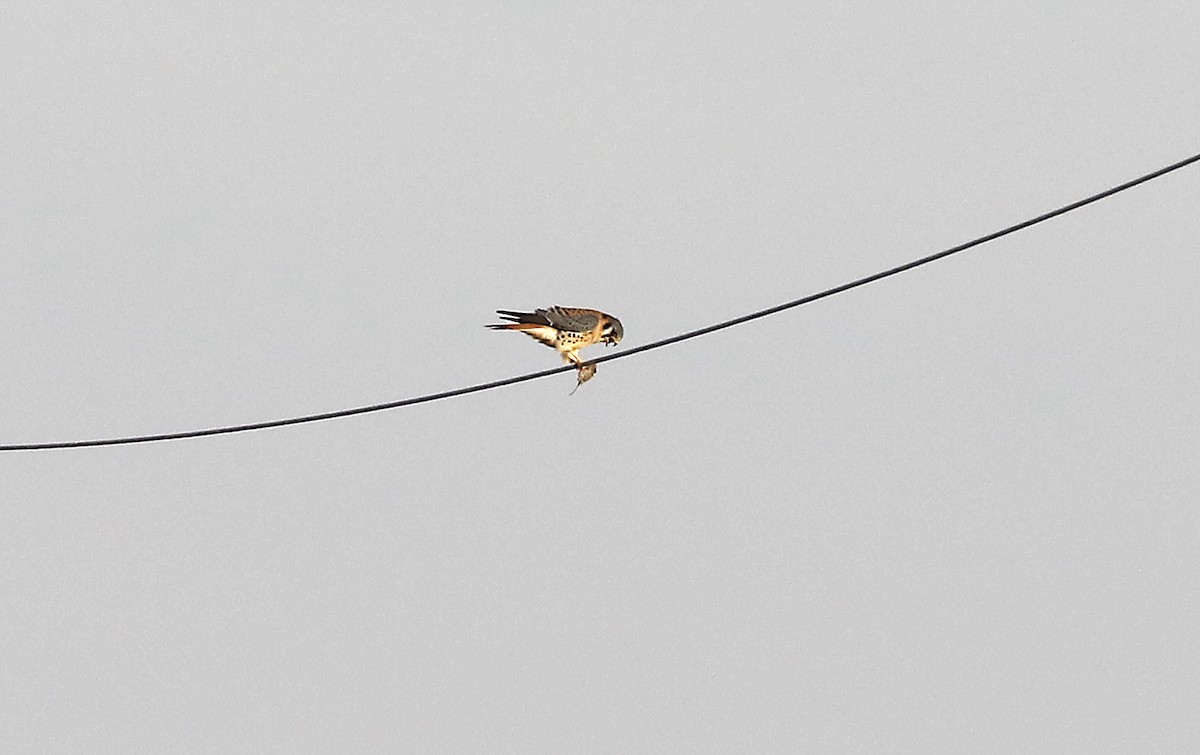 American Kestrel - ML646983119