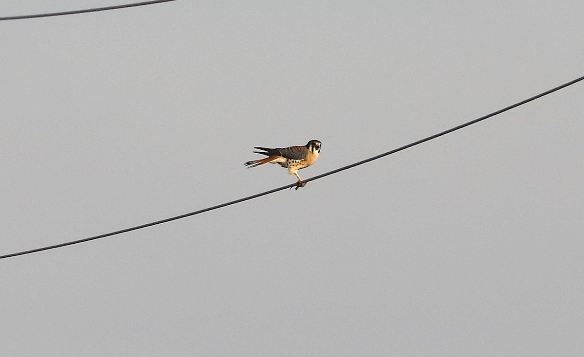 American Kestrel - ML646983122