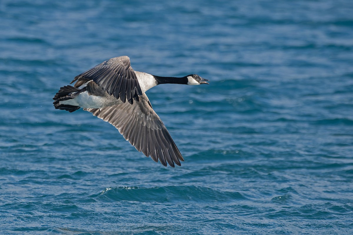 Barnacla Canadiense Grande - ML646983123