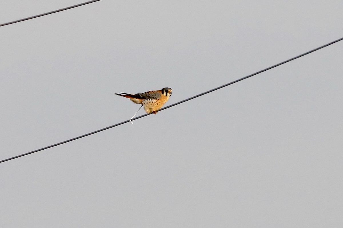 American Kestrel - ML646983130